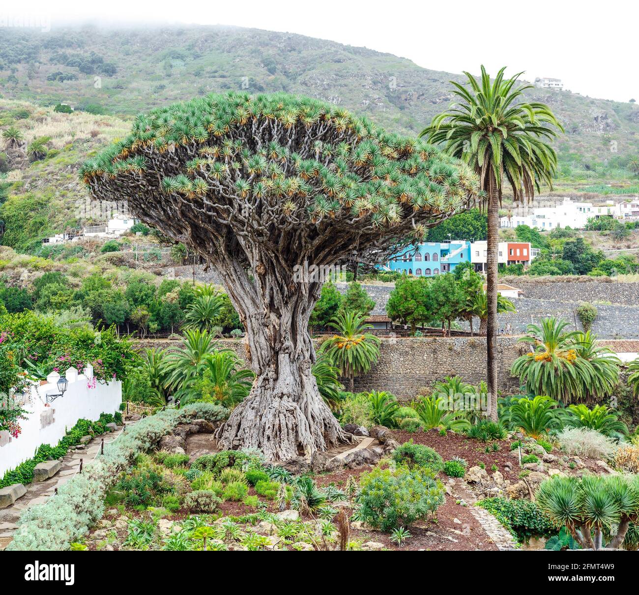 Dragon Blood Tree Sap High Resolution Stock Photography And Images Alamy Dragon Blood Tree Sap High Resolution Stock Photography And Images Alamy