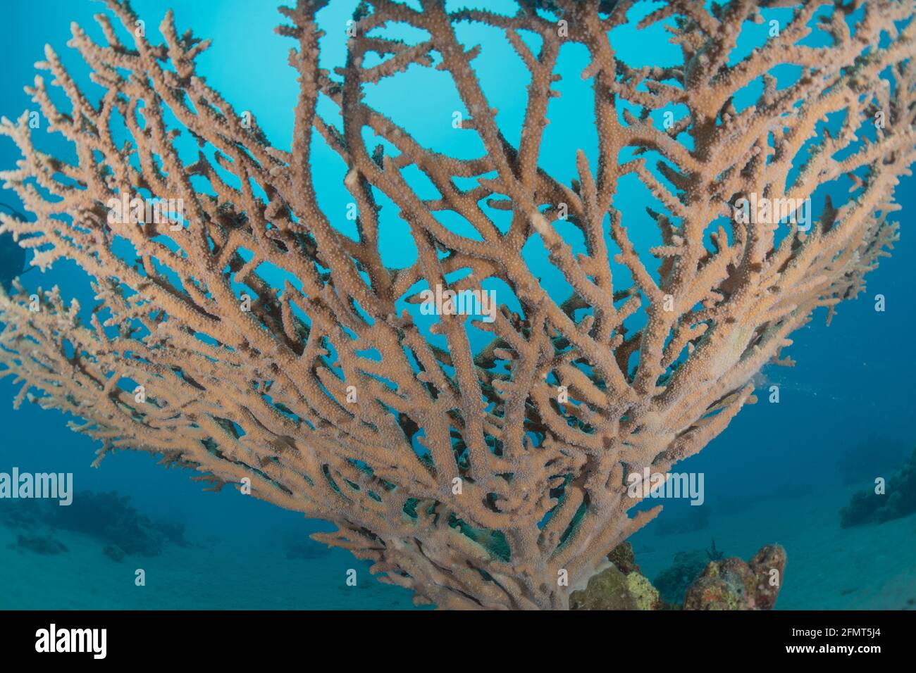 Coral Reef And Water Plants In The Red Sea Eilat Israel Stock Photo Alamy