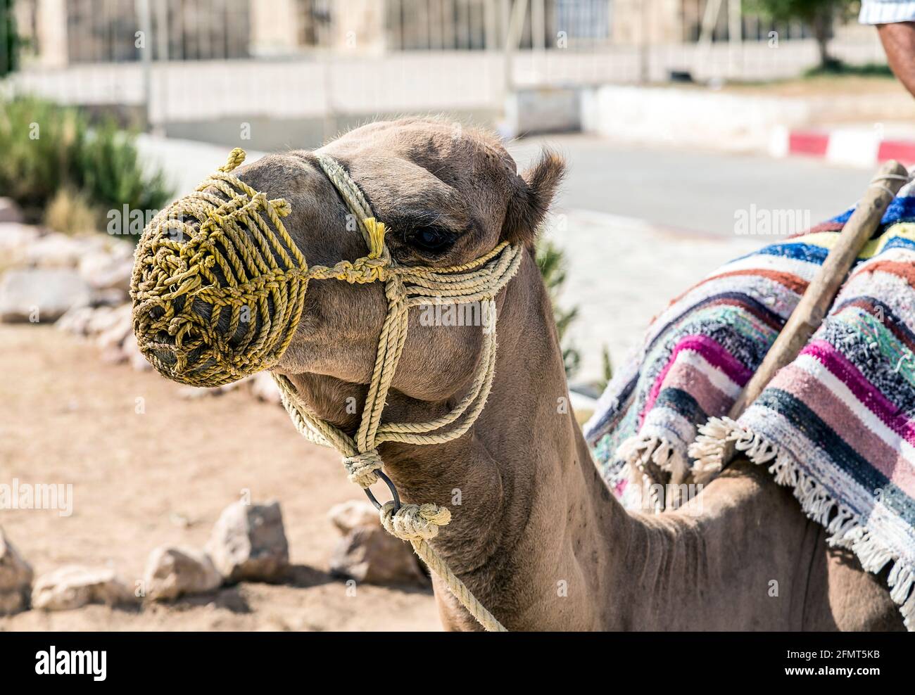 Arabian camel or Dromedary also called a one-humped camel in the Sahara Desert, Douz, Tunisia Stock Photo