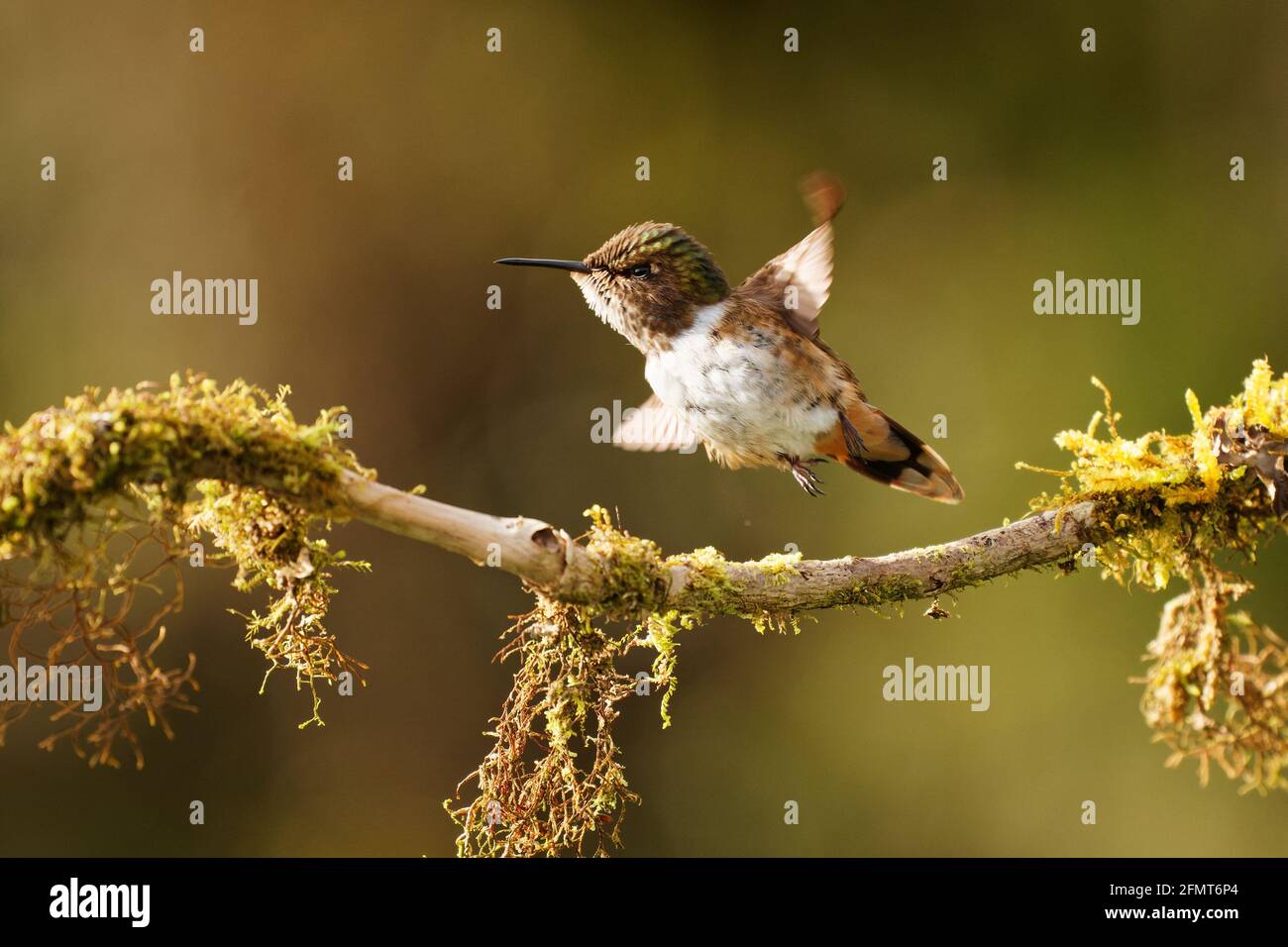 Volcano Hummingbird - Selasphorus flammula very small hummingbird which ...