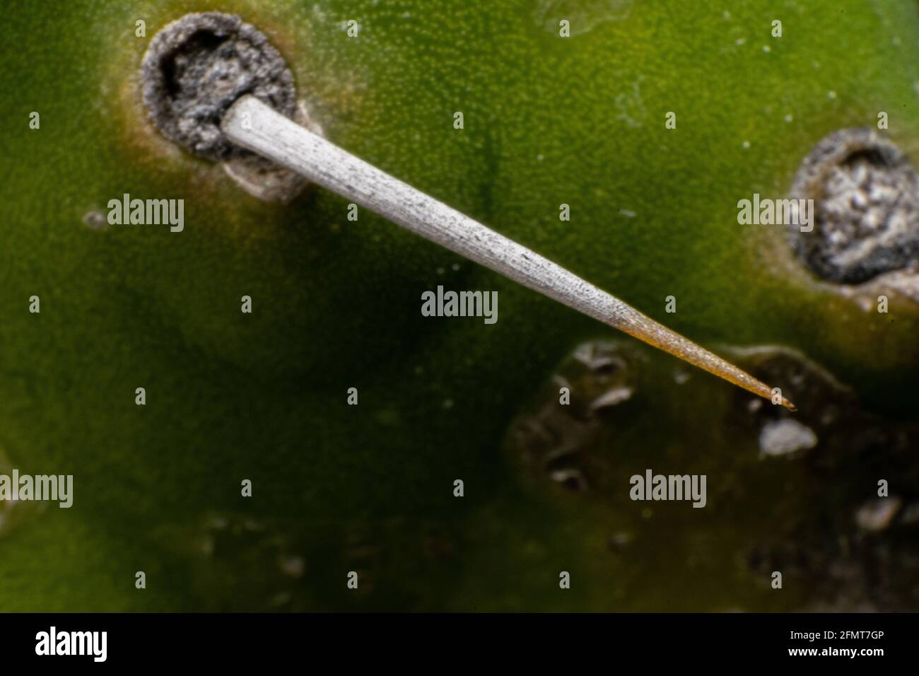 Painful big Cactus needle macro photography Stock Photo Alamy