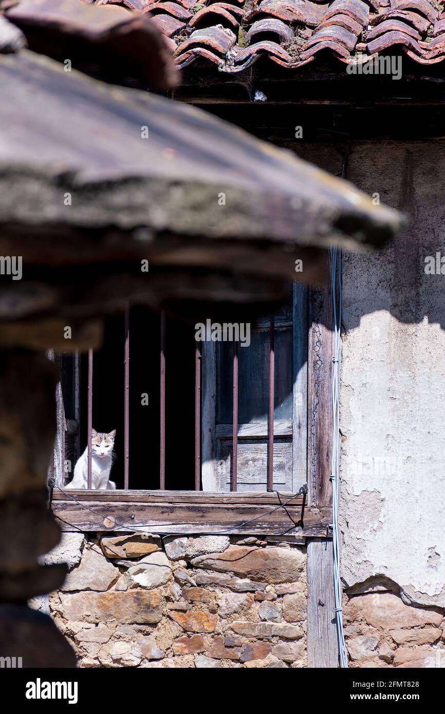 White cat sitting behind a barred window of an old house and a close-up of an out-of-focus stone wall.The photograph was taken vertically on a sunny d Stock Photo