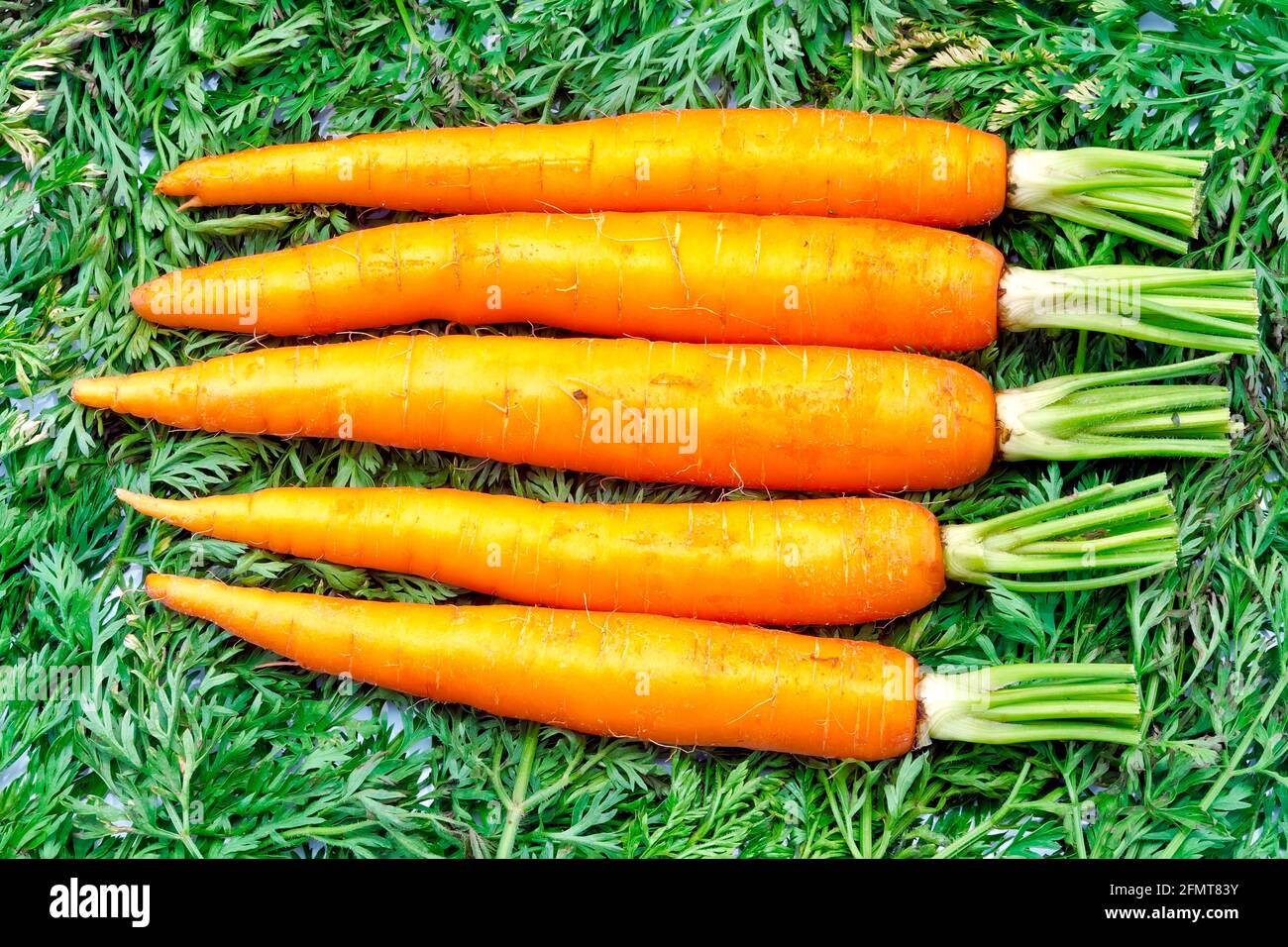 Fresh carrots , background of carrot leaves Stock Photo - Alamy