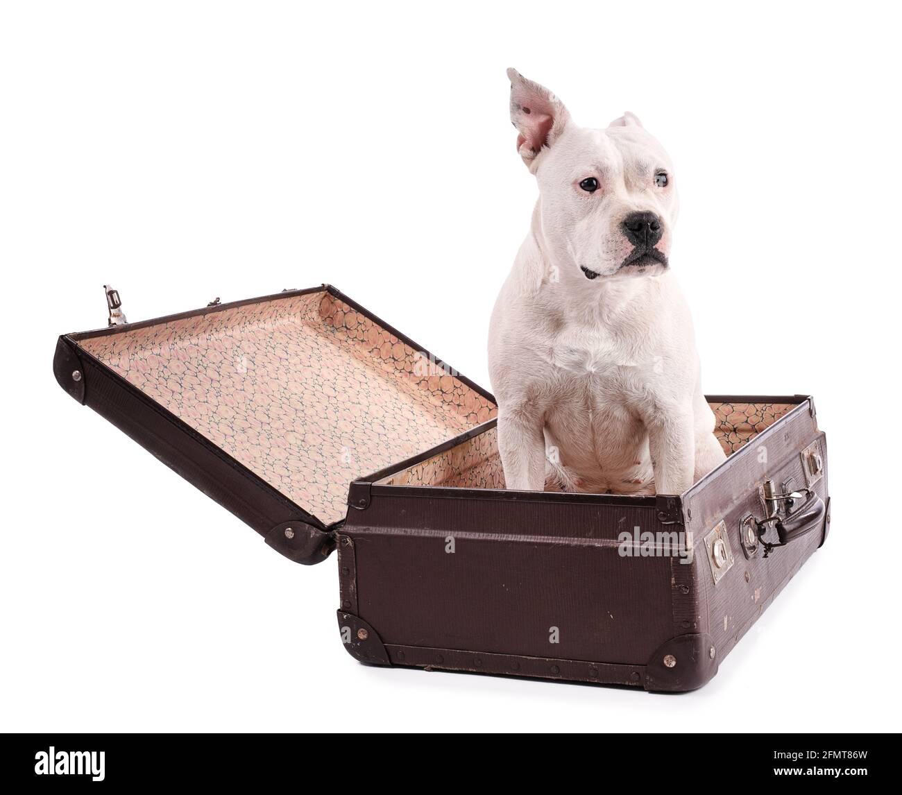 Female white american staffordshire isoled with a suitcase on white background Stock Photo