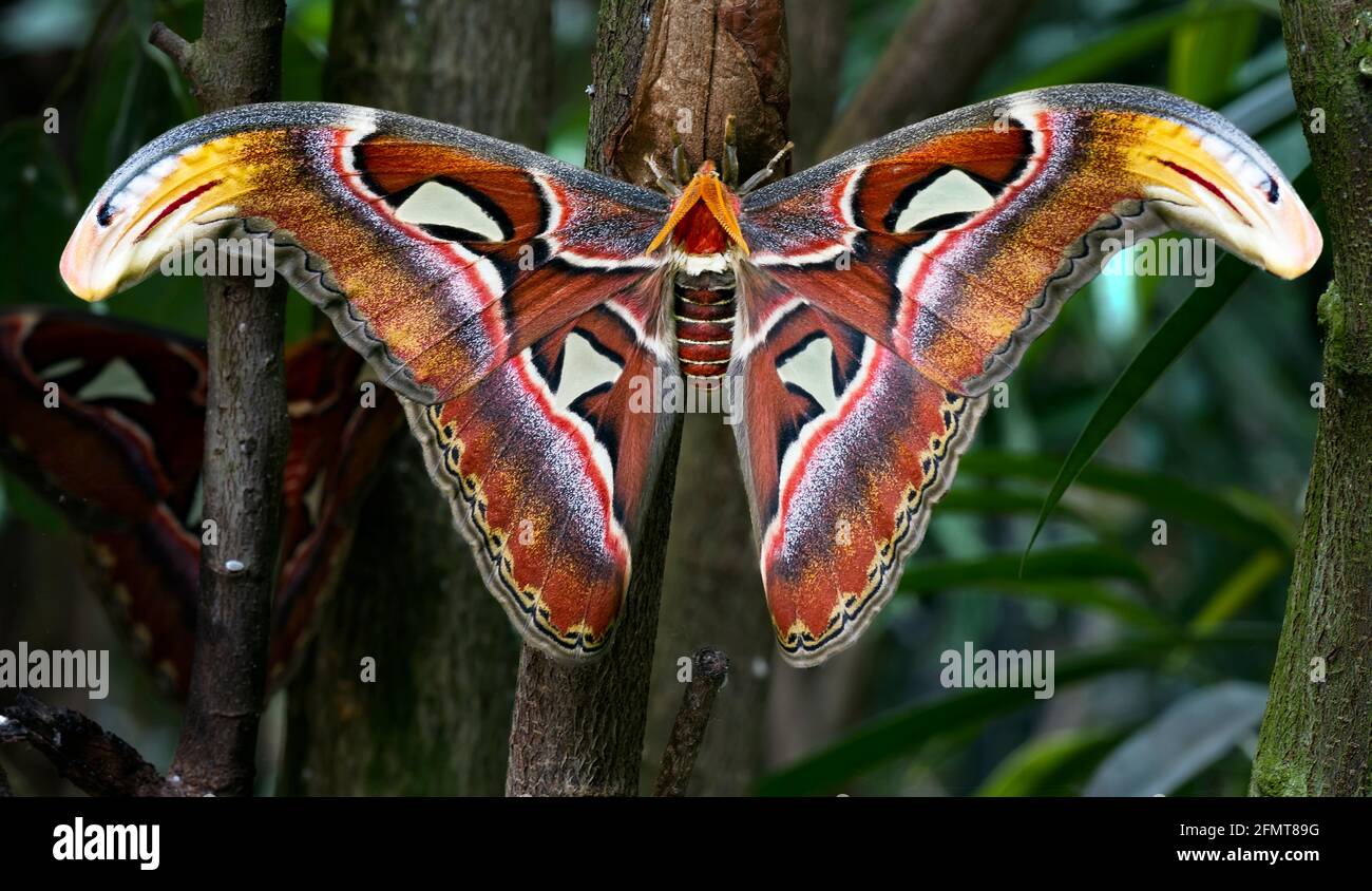 atlas moth (Attacus atlas) is a species of moth of the family ...