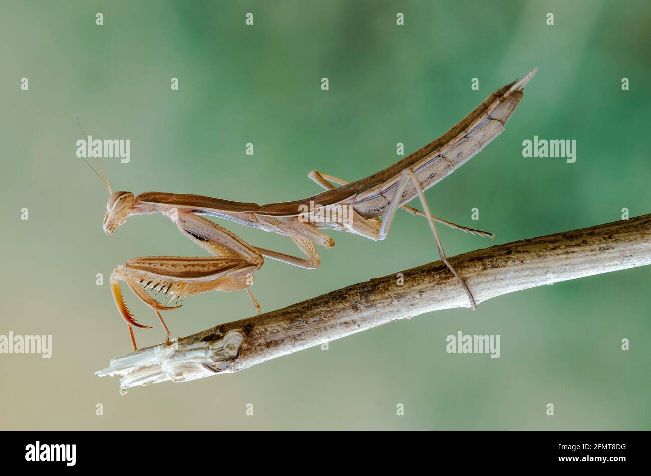 Detail on a Brown variant of a Mantis religiosa common name praying