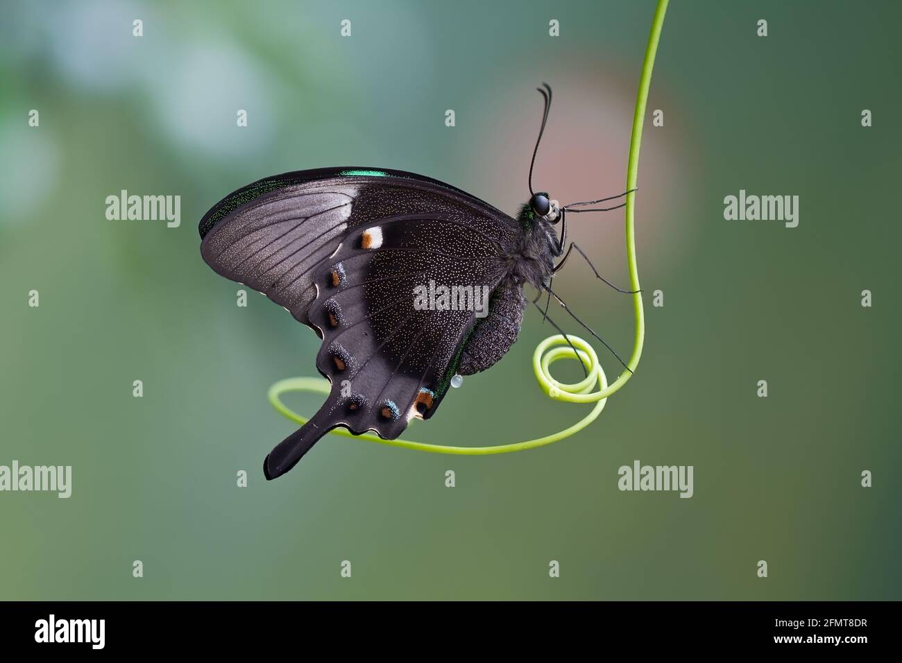 A butterfly is a mainly dayflying insect of the order Lepidoptera, the