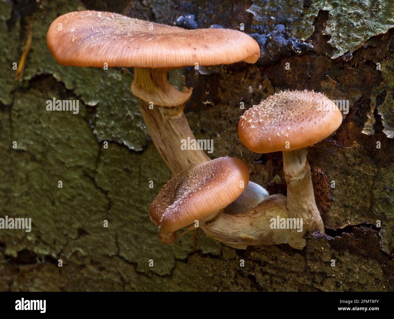 The mushrooms are sporocarps or fruiting bodies, a set of multicellular fungi that includes many species. Stock Photo