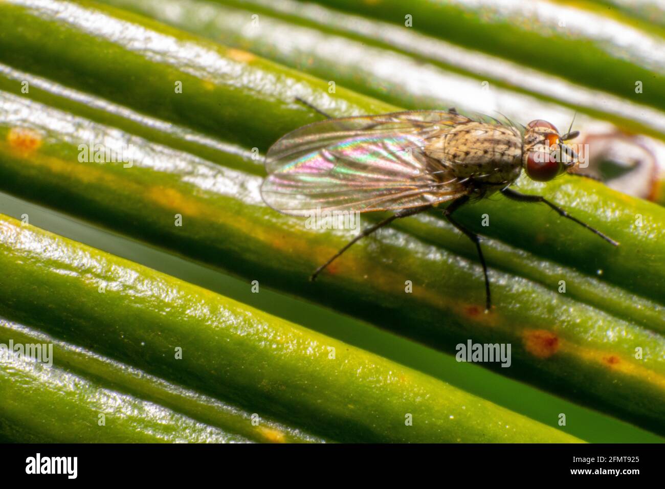 Fruit fly macro photography Stock Photo Alamy