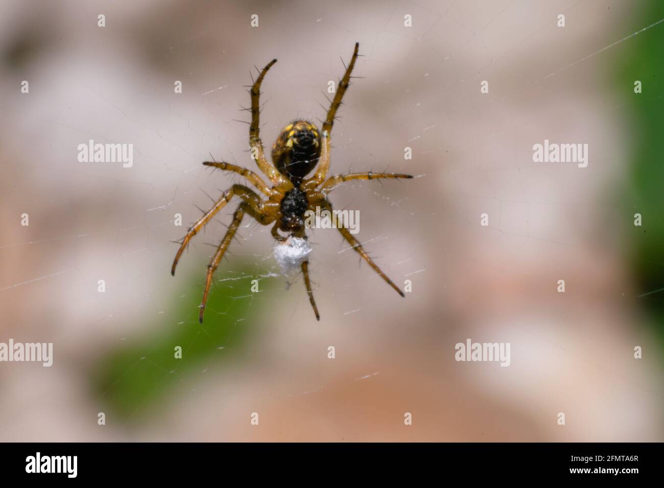 Orb Spider Mangora acalypha eating her own web Stock Photo