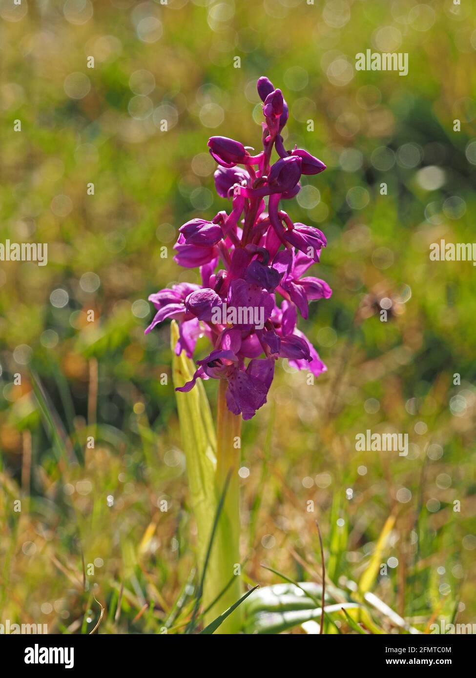 flowering spike of Early Purple Orchid (Orchis mascula) with dawn dew creating sparkling highlights in grassland  meadow Lancashire, England,UK Stock Photo