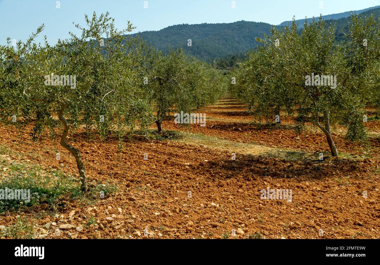 Olive groves, designation of Catalan origin in Tarragona, the Spanish