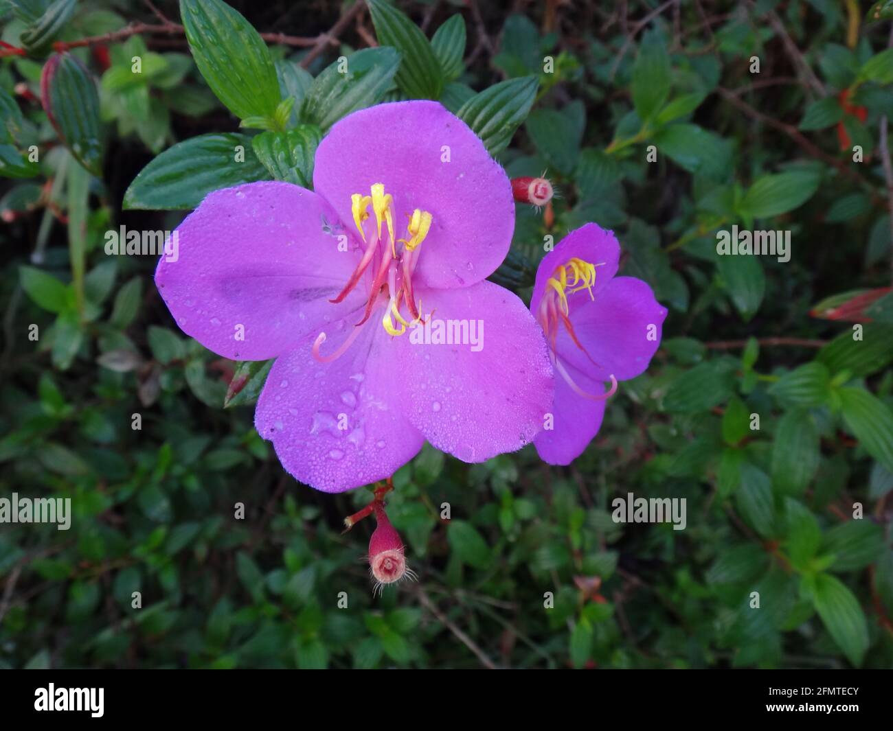 Purple Tibouchina dissotis flower grown in the garden with raindrops on it Stock Photo