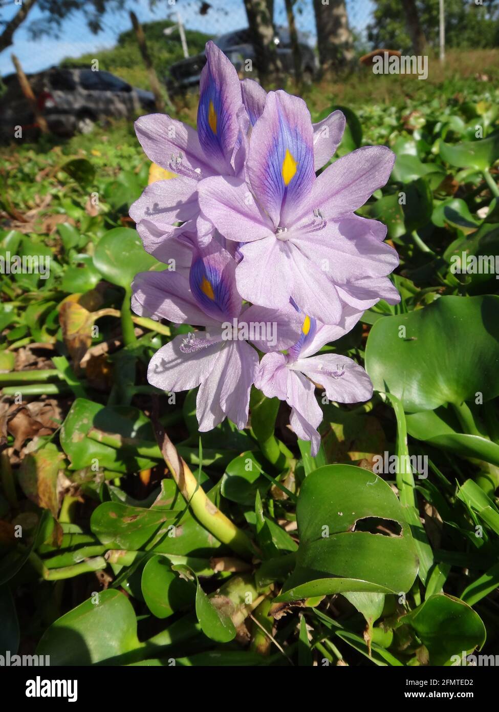 Closeup shot of a purple flower called Common water hyacinth grown in the garden Stock Photo