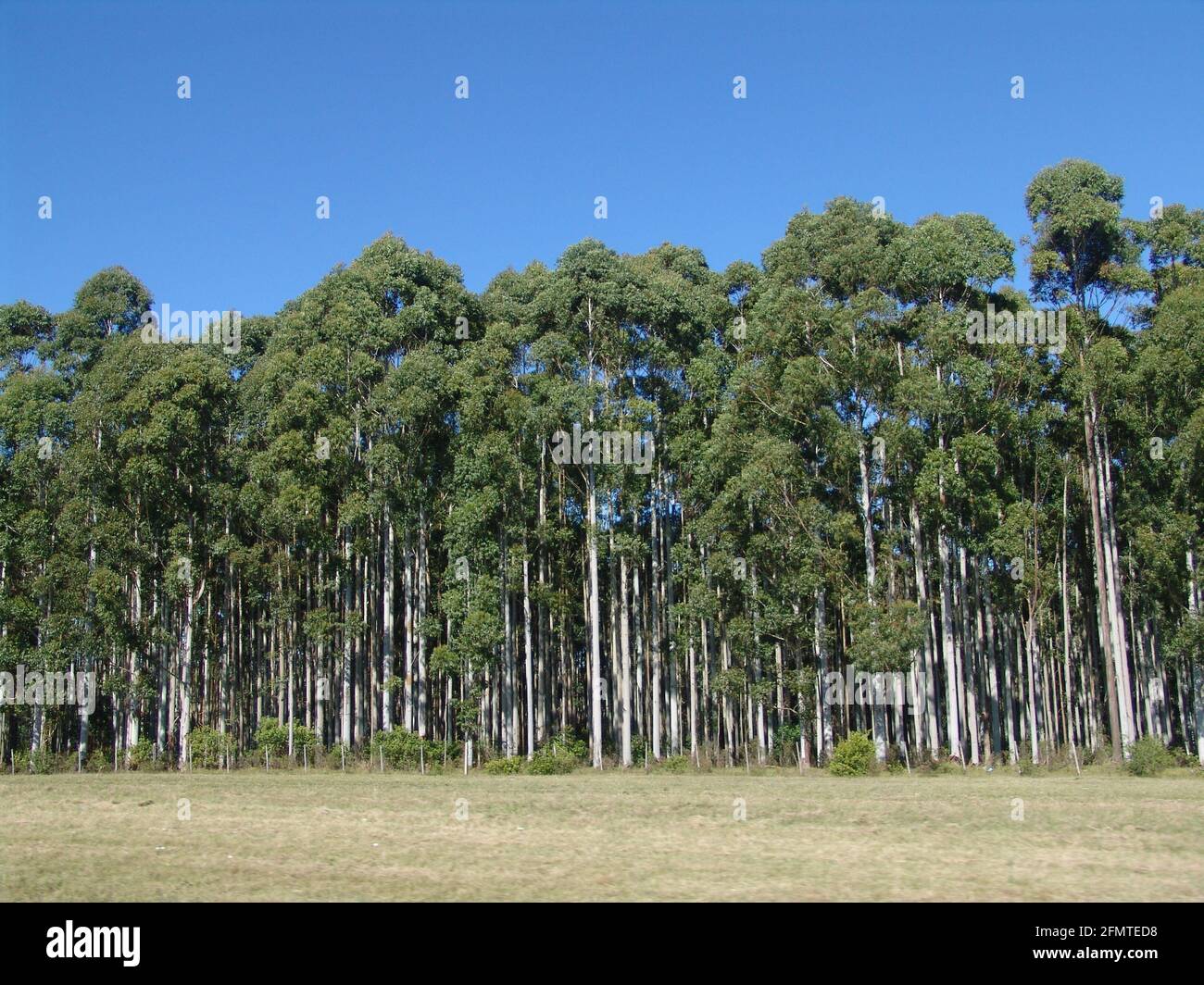 Beautiful view of tall green trees against the cl sky Stock Photo - Alamy