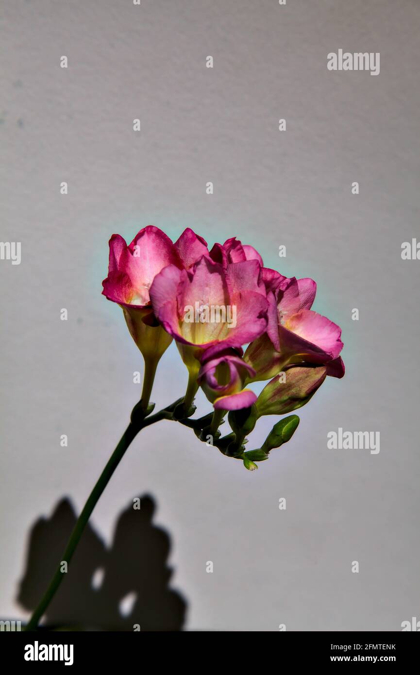 Pink freesias in bloom on a white backdrop Stock Photo