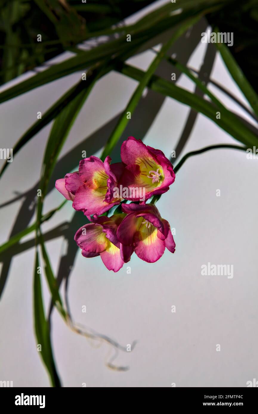 Pink freesias in bloom on a white backdrop Stock Photo