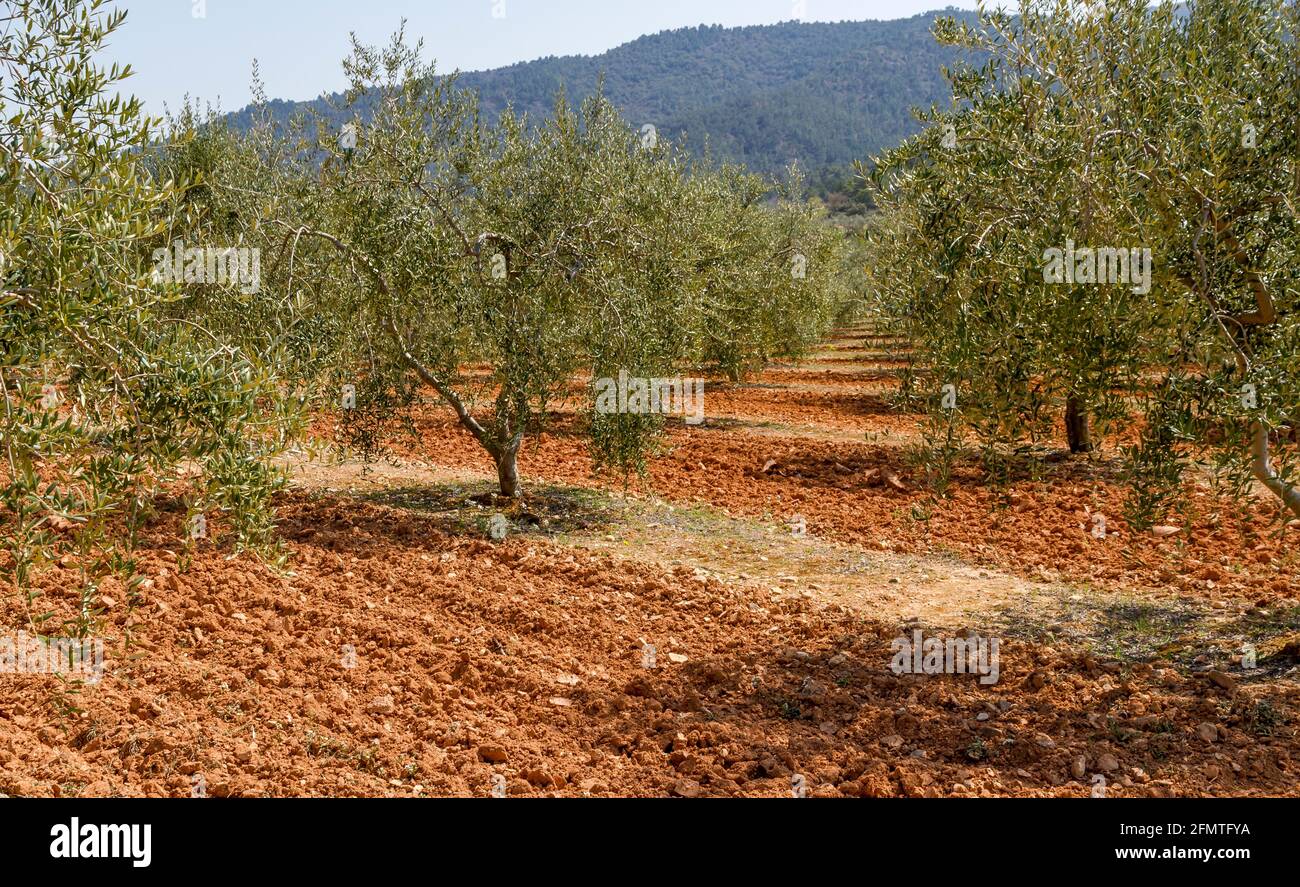 Olive groves, designation of Catalan origin in Tarragona, the Spanish