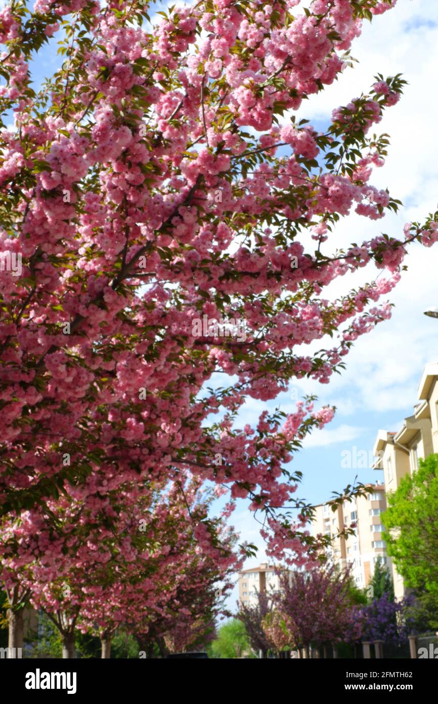 Trees with pink flowers roadside Stock Photo