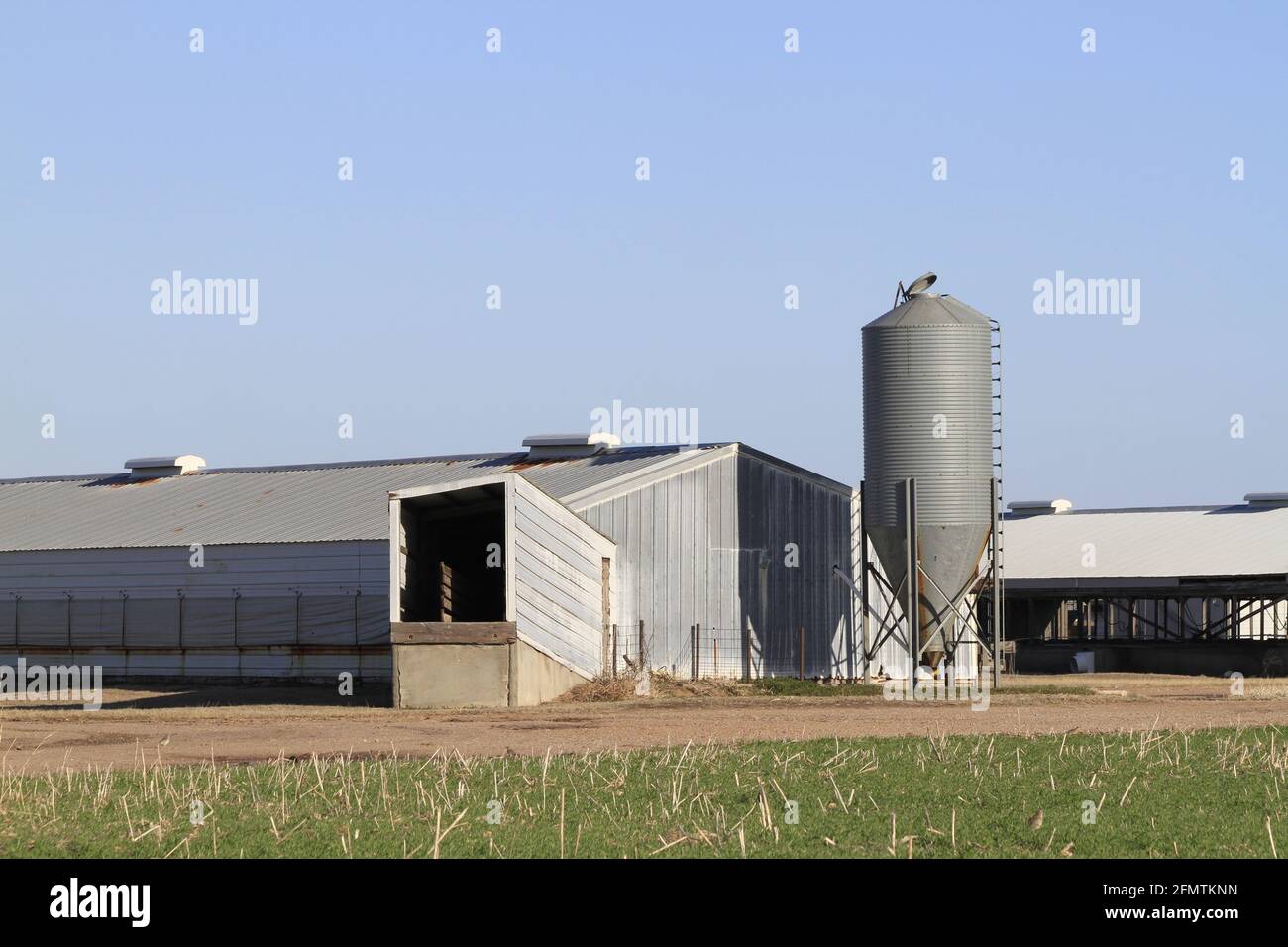 Kansas Pig Farm with grain bins on the ends with blue sky out in the