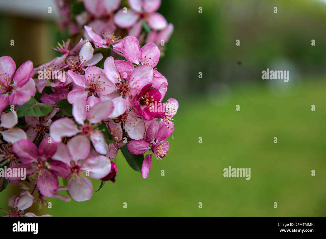 Japanese crabapple hires stock photography and images Alamy