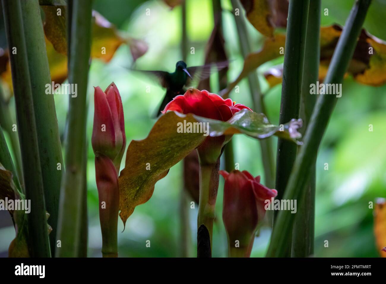 The rufous-tailed (Amazilia tzacatl) medium-sized hummingbird feeding on a red torch ginger flowers (Etlingera elatior) in the Arenal region, Costa Ri Stock Photo