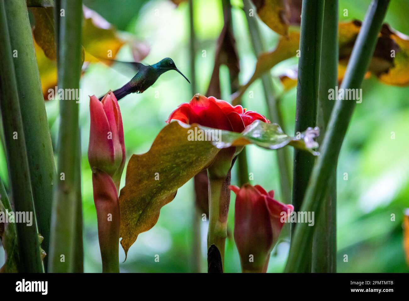 The rufous-tailed (Amazilia tzacatl) medium-sized hummingbird feeding on a red torch ginger flowers (Etlingera elatior) in the Arenal region, Costa Ri Stock Photo