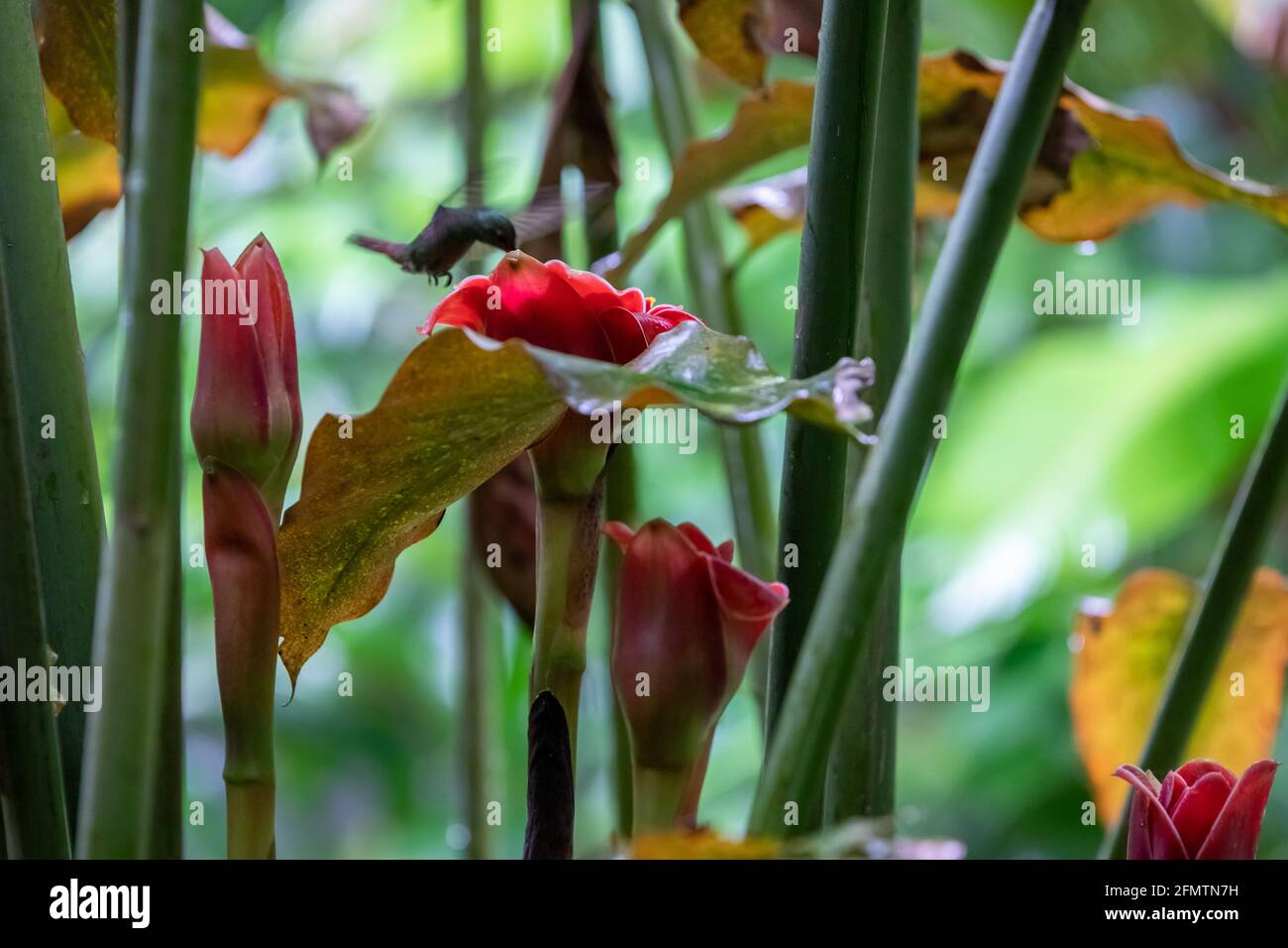 The rufous-tailed (Amazilia tzacatl) medium-sized hummingbird feeding on a red torch ginger flowers (Etlingera elatior) in the Arenal region, Costa Ri Stock Photo