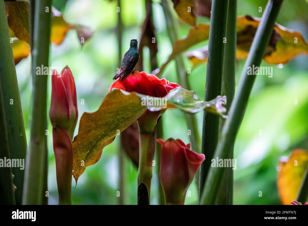 The rufous-tailed (Amazilia tzacatl) medium-sized hummingbird feeding on a red torch ginger flowers (Etlingera elatior) in the Arenal region, Costa Ri Stock Photo