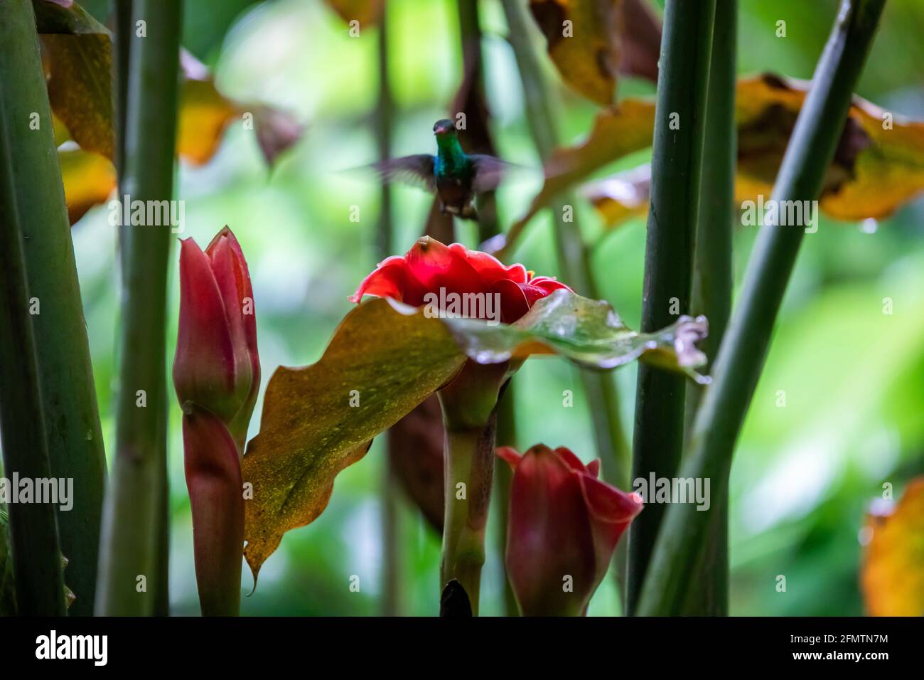 The rufous-tailed (Amazilia tzacatl) medium-sized hummingbird feeding on a red torch ginger flowers (Etlingera elatior) in the Arenal region, Costa Ri Stock Photo