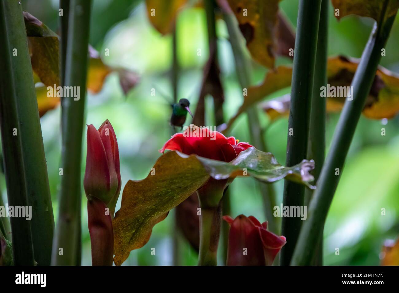 The rufous-tailed (Amazilia tzacatl) medium-sized hummingbird feeding on a red torch ginger flowers (Etlingera elatior) in the Arenal region, Costa Ri Stock Photo