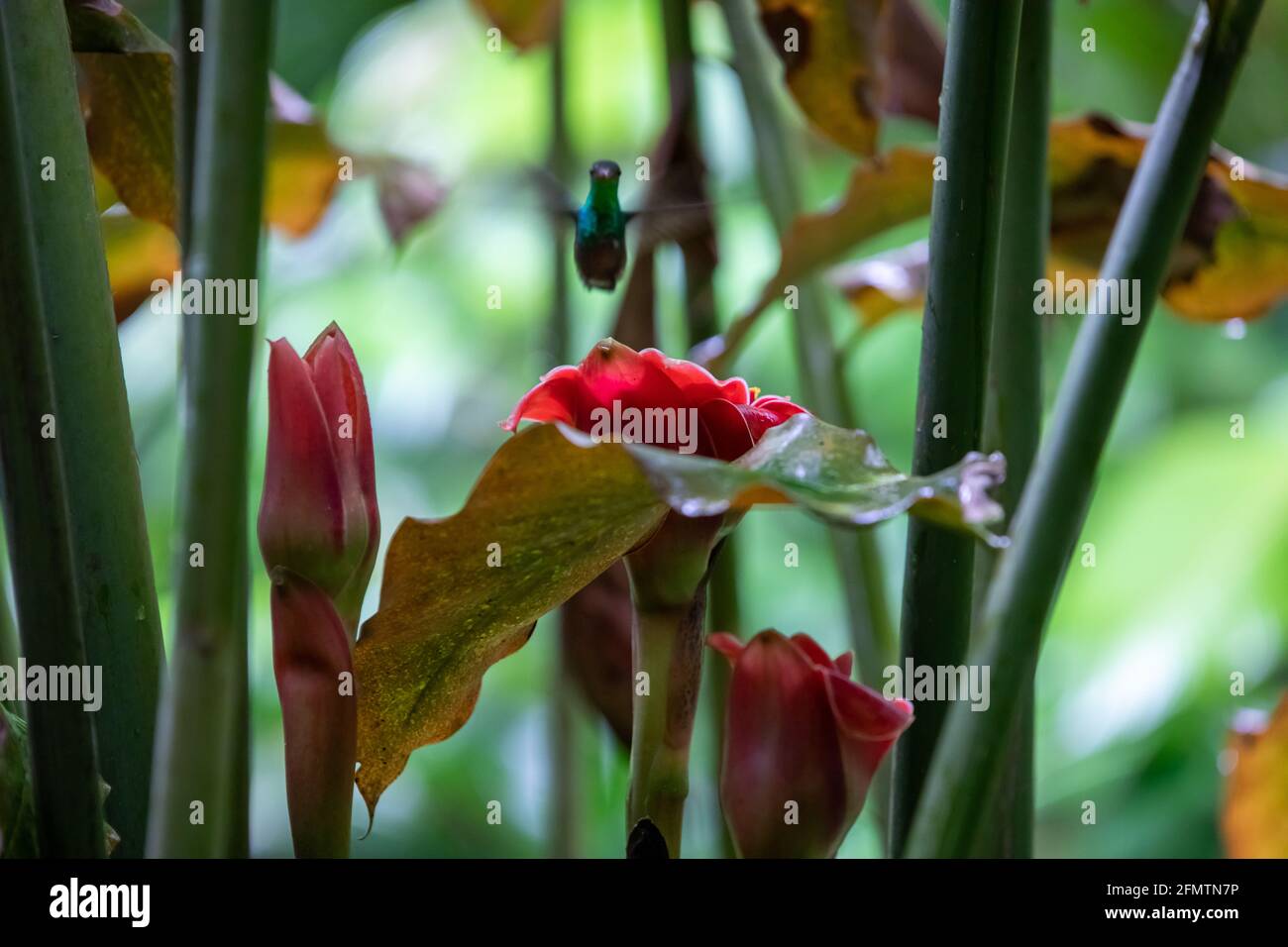 The rufous-tailed (Amazilia tzacatl) medium-sized hummingbird feeding on a red torch ginger flowers (Etlingera elatior) in the Arenal region, Costa Ri Stock Photo