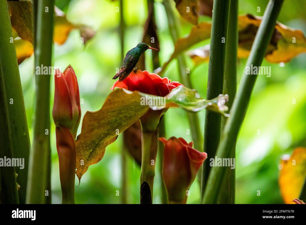 The rufous-tailed (Amazilia tzacatl) medium-sized hummingbird feeding on a red torch ginger flowers (Etlingera elatior) in the Arenal region, Costa Ri Stock Photo