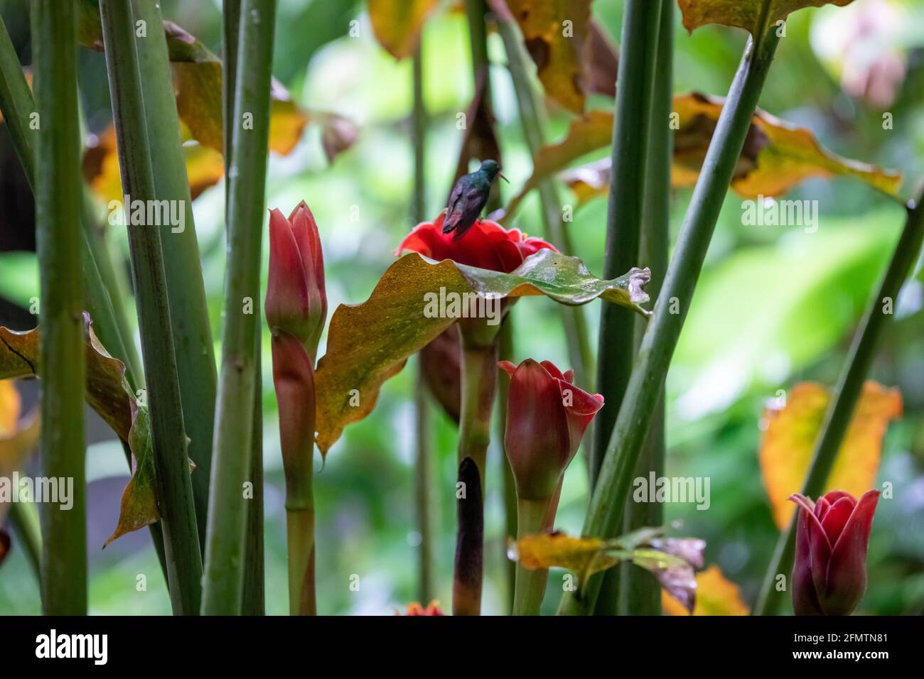 The rufous-tailed (Amazilia tzacatl) medium-sized hummingbird feeding on a red torch ginger flowers (Etlingera elatior) in the Arenal region, Costa Ri Stock Photo