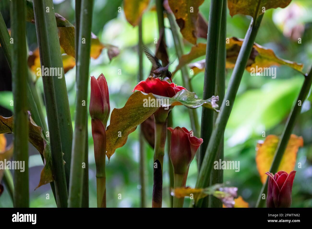 The rufous-tailed (Amazilia tzacatl) medium-sized hummingbird feeding on a red torch ginger flowers (Etlingera elatior) in the Arenal region, Costa Ri Stock Photo