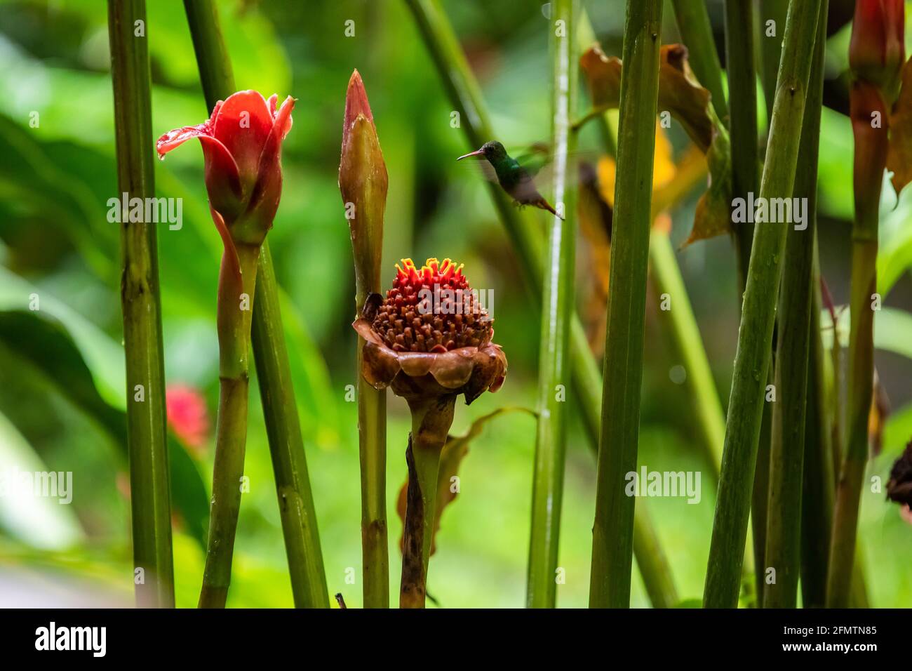 The rufous-tailed (Amazilia tzacatl) medium-sized hummingbird feeding on a red torch ginger flowers (Etlingera elatior) in the Arenal region, Costa Ri Stock Photo