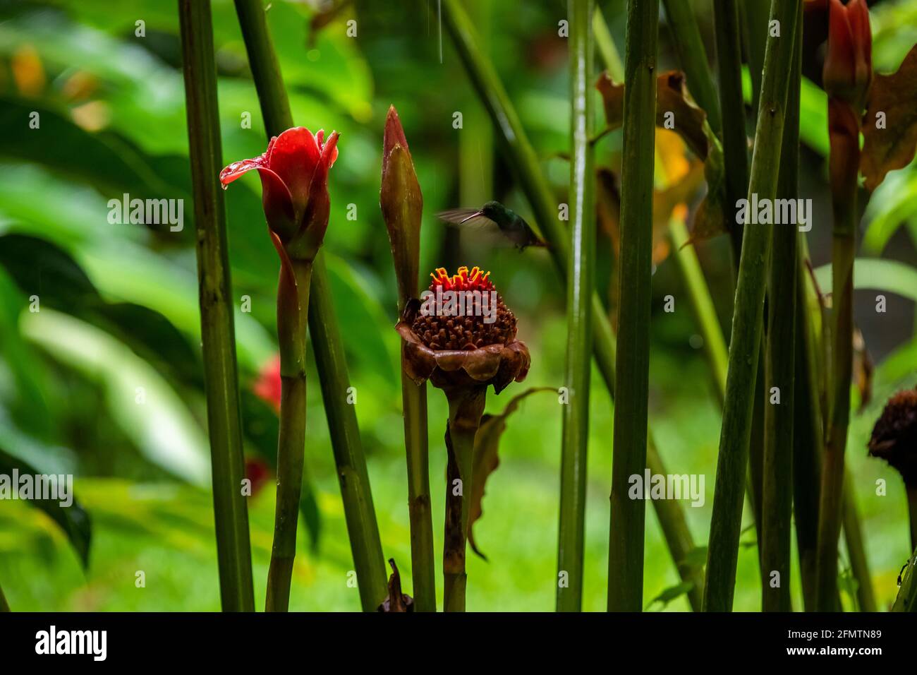 The rufous-tailed (Amazilia tzacatl) medium-sized hummingbird feeding on a red torch ginger flowers (Etlingera elatior) in the Arenal region, Costa Ri Stock Photo