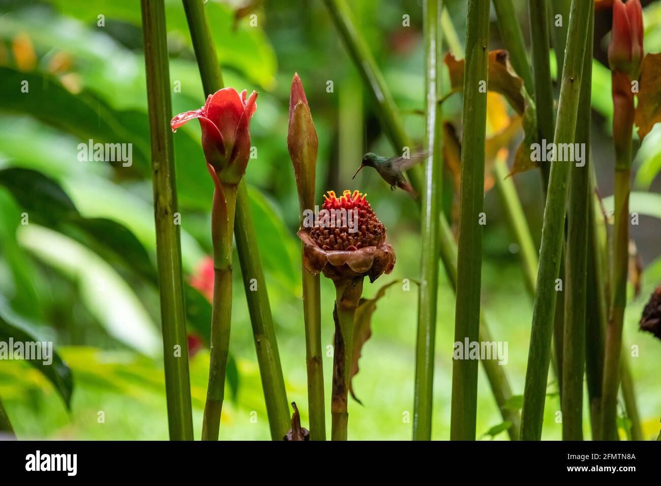 The rufous-tailed (Amazilia tzacatl) medium-sized hummingbird feeding on a red torch ginger flowers (Etlingera elatior) in the Arenal region, Costa Ri Stock Photo