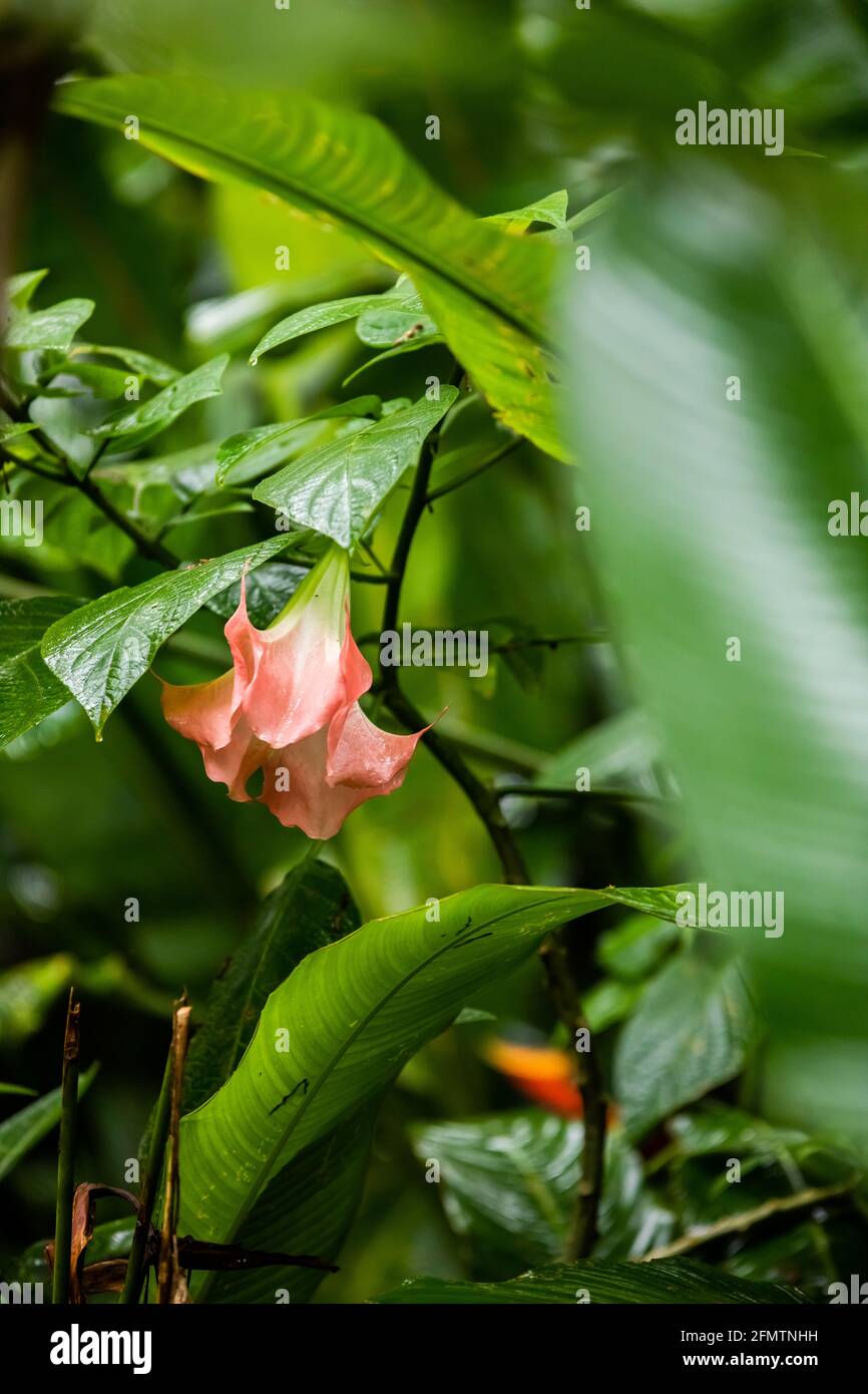 Pink Brugmansia insignis, angel's trumpet with large, fragrant poisonous flowers in Arenal region, Costa Rica Stock Photo