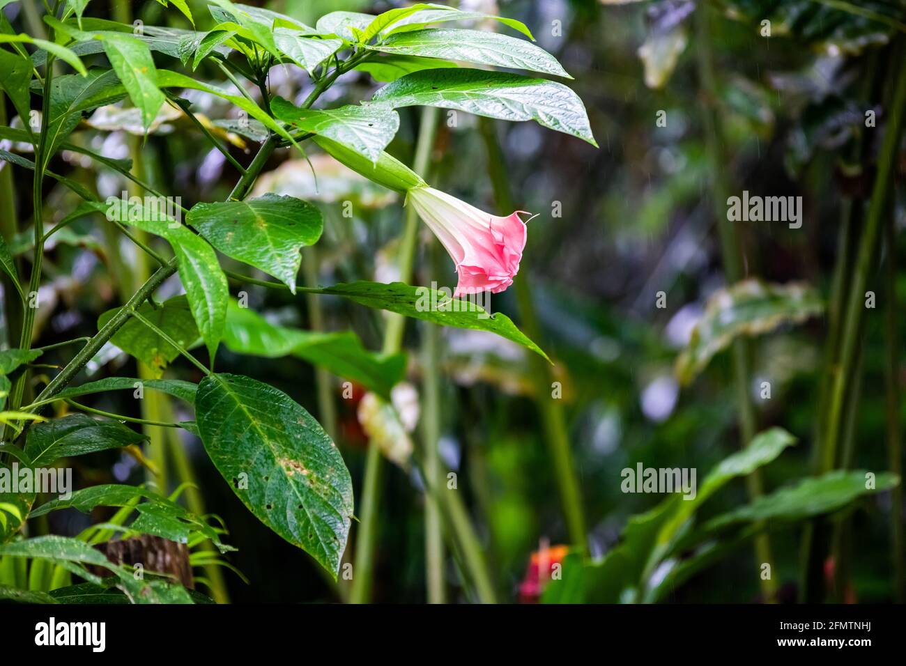 Pink Brugmansia insignis, angel's trumpet with large, fragrant