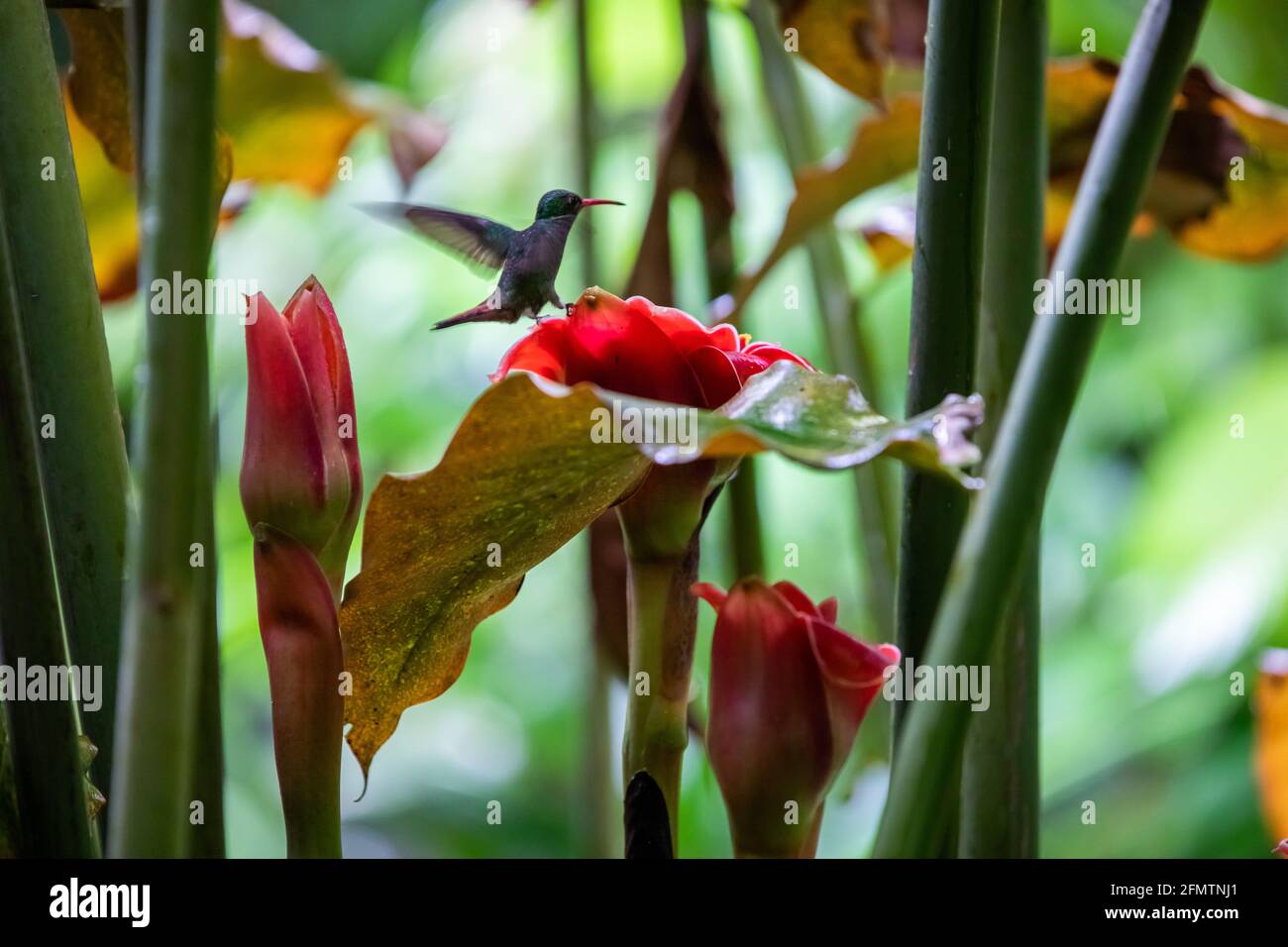 The rufous-tailed (Amazilia tzacatl) medium-sized hummingbird feeding on a red torch ginger flowers (Etlingera elatior) in the Arenal region, Costa Ri Stock Photo