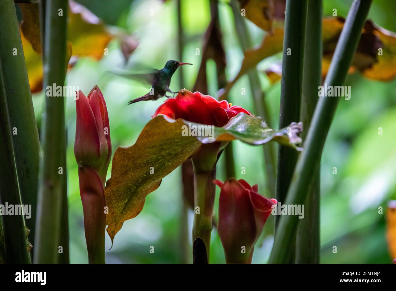 The rufous-tailed (Amazilia tzacatl) medium-sized hummingbird feeding on a red torch ginger flowers (Etlingera elatior) in the Arenal region, Costa Ri Stock Photo