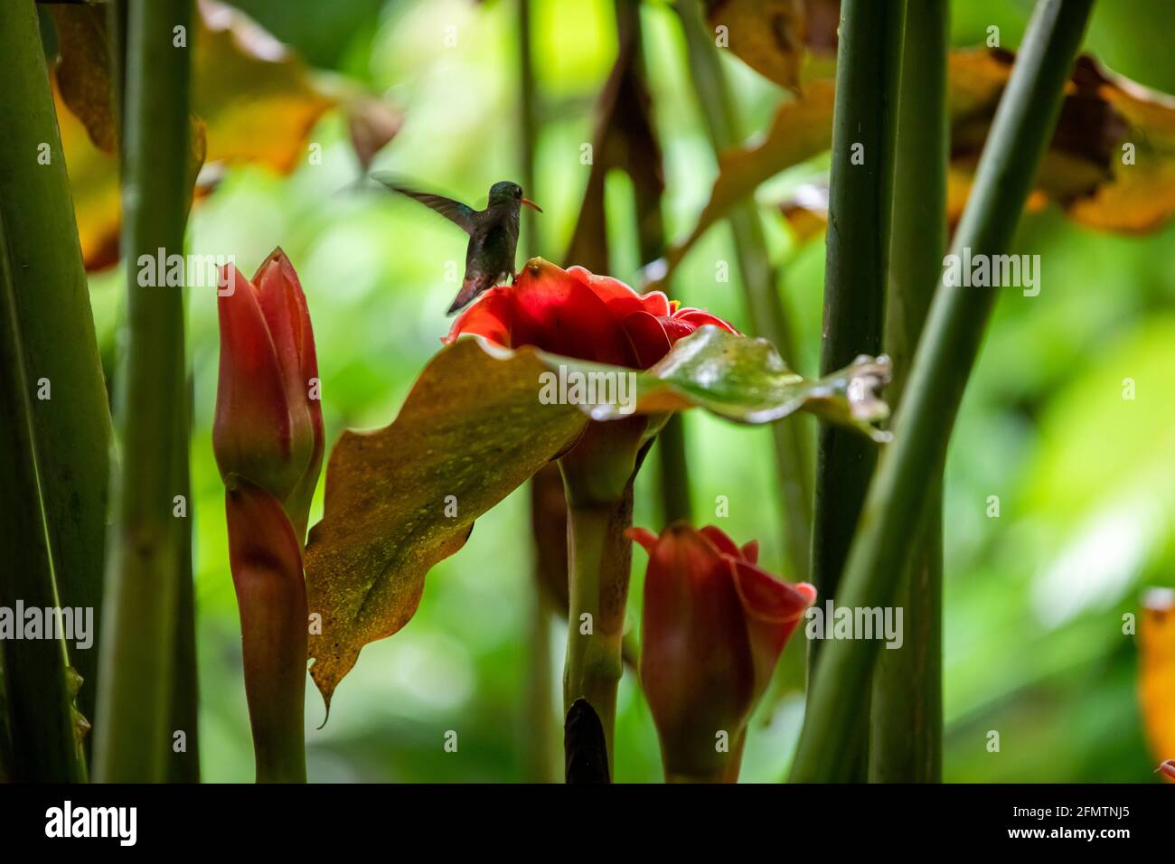 The rufous-tailed (Amazilia tzacatl) medium-sized hummingbird feeding on a red torch ginger flowers (Etlingera elatior) in the Arenal region, Costa Ri Stock Photo