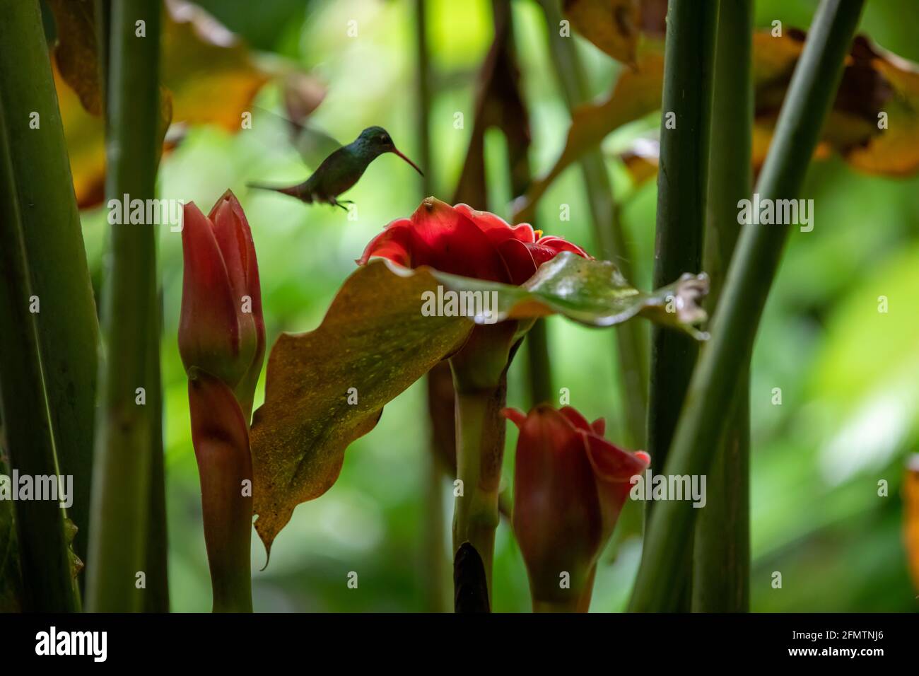 The rufous-tailed (Amazilia tzacatl) medium-sized hummingbird feeding on a red torch ginger flowers (Etlingera elatior) in the Arenal region, Costa Ri Stock Photo