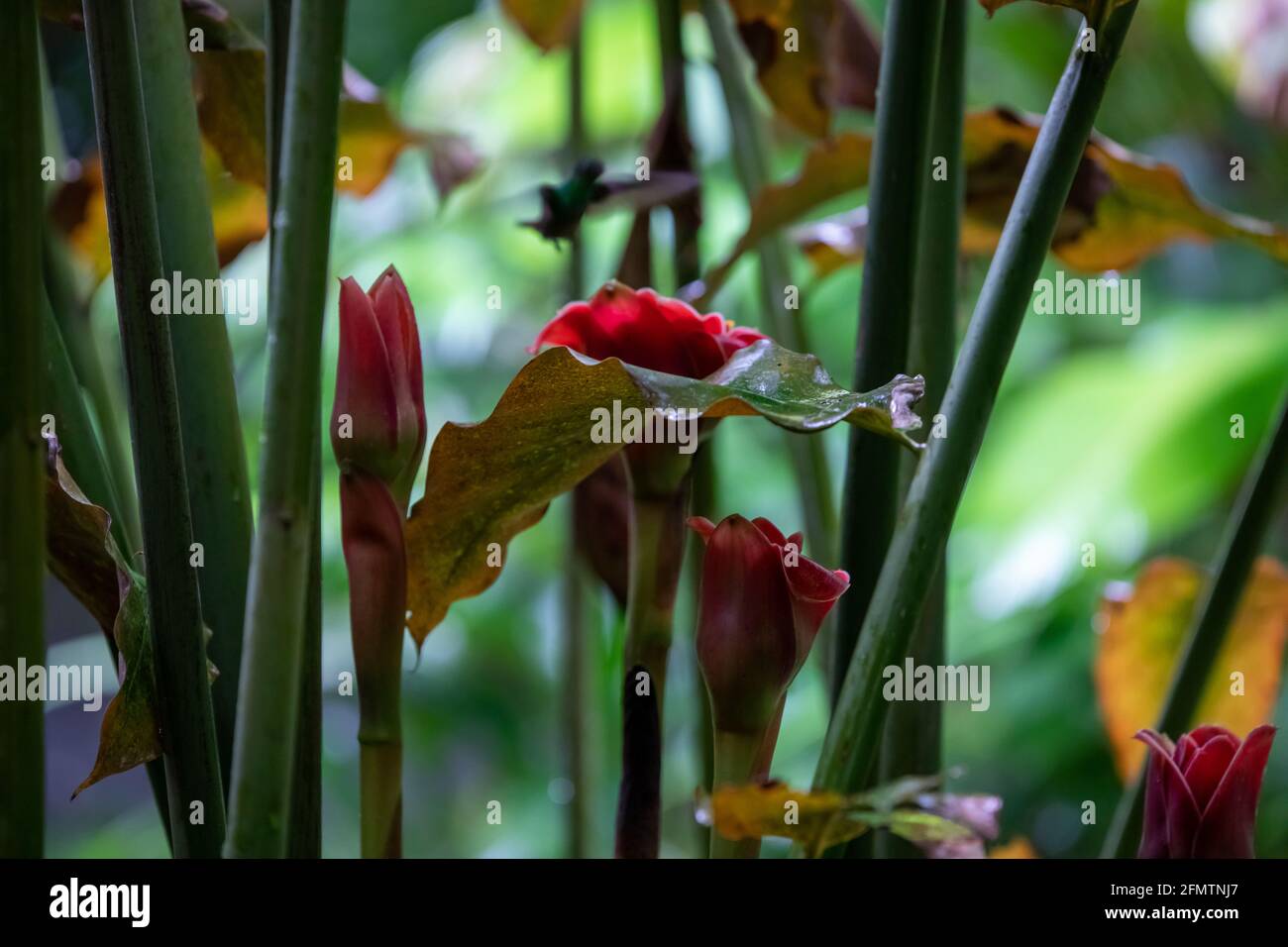 The rufous-tailed (Amazilia tzacatl) medium-sized hummingbird feeding on a red torch ginger flowers (Etlingera elatior) in the Arenal region, Costa Ri Stock Photo