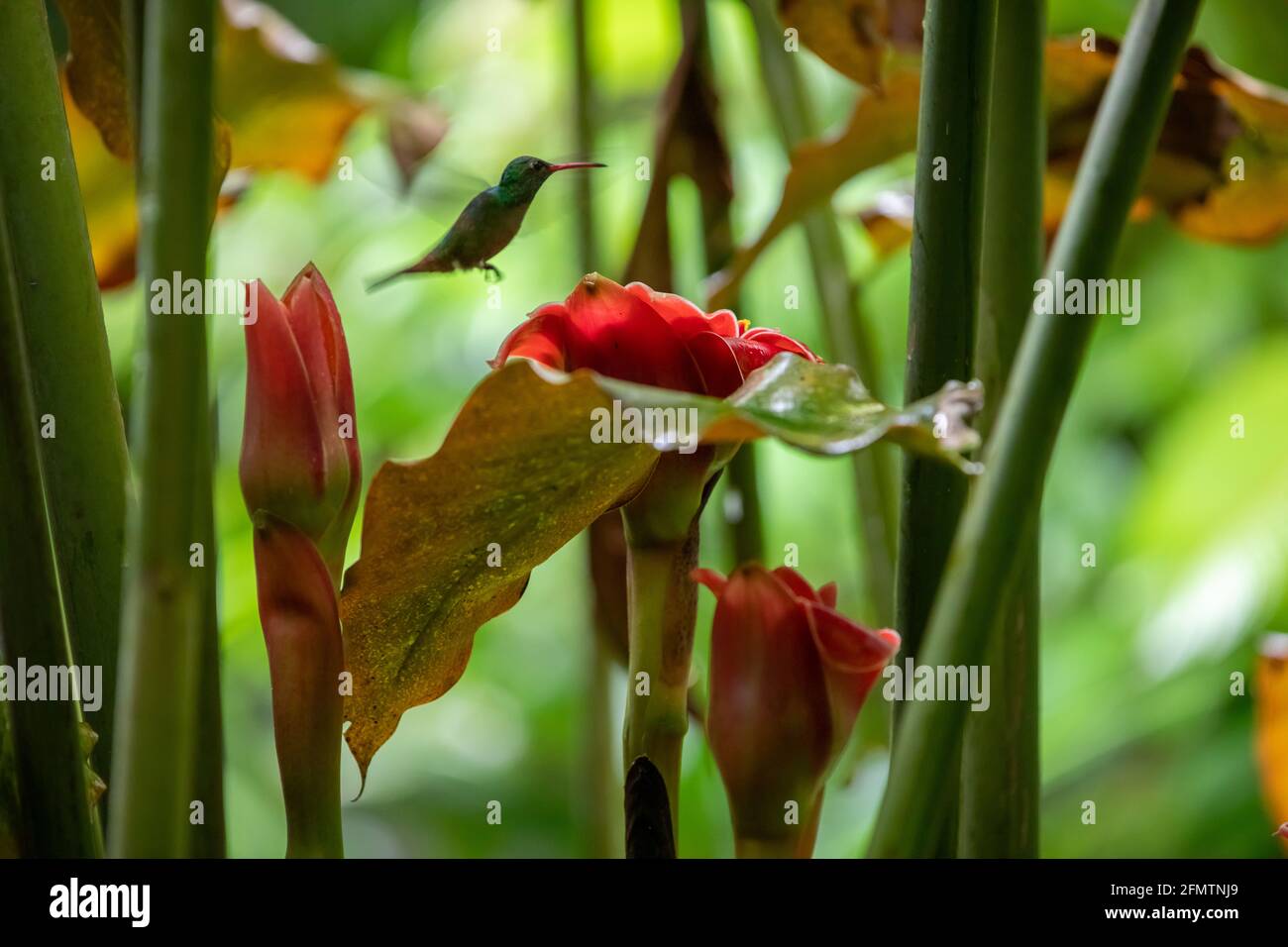 The rufous-tailed (Amazilia tzacatl) medium-sized hummingbird feeding on a red torch ginger flowers (Etlingera elatior) in the Arenal region, Costa Ri Stock Photo