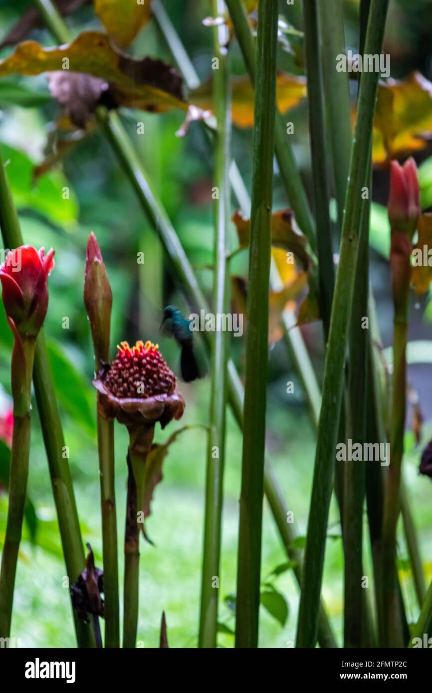 The rufous-tailed (Amazilia tzacatl) medium-sized hummingbird feeding on a red torch ginger flowers (Etlingera elatior) in the Arenal region, Costa Ri Stock Photo