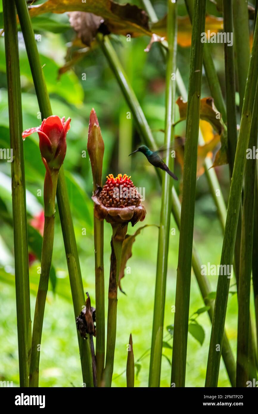 The rufous-tailed (Amazilia tzacatl) medium-sized hummingbird feeding on a red torch ginger flowers (Etlingera elatior) in the Arenal region, Costa Ri Stock Photo