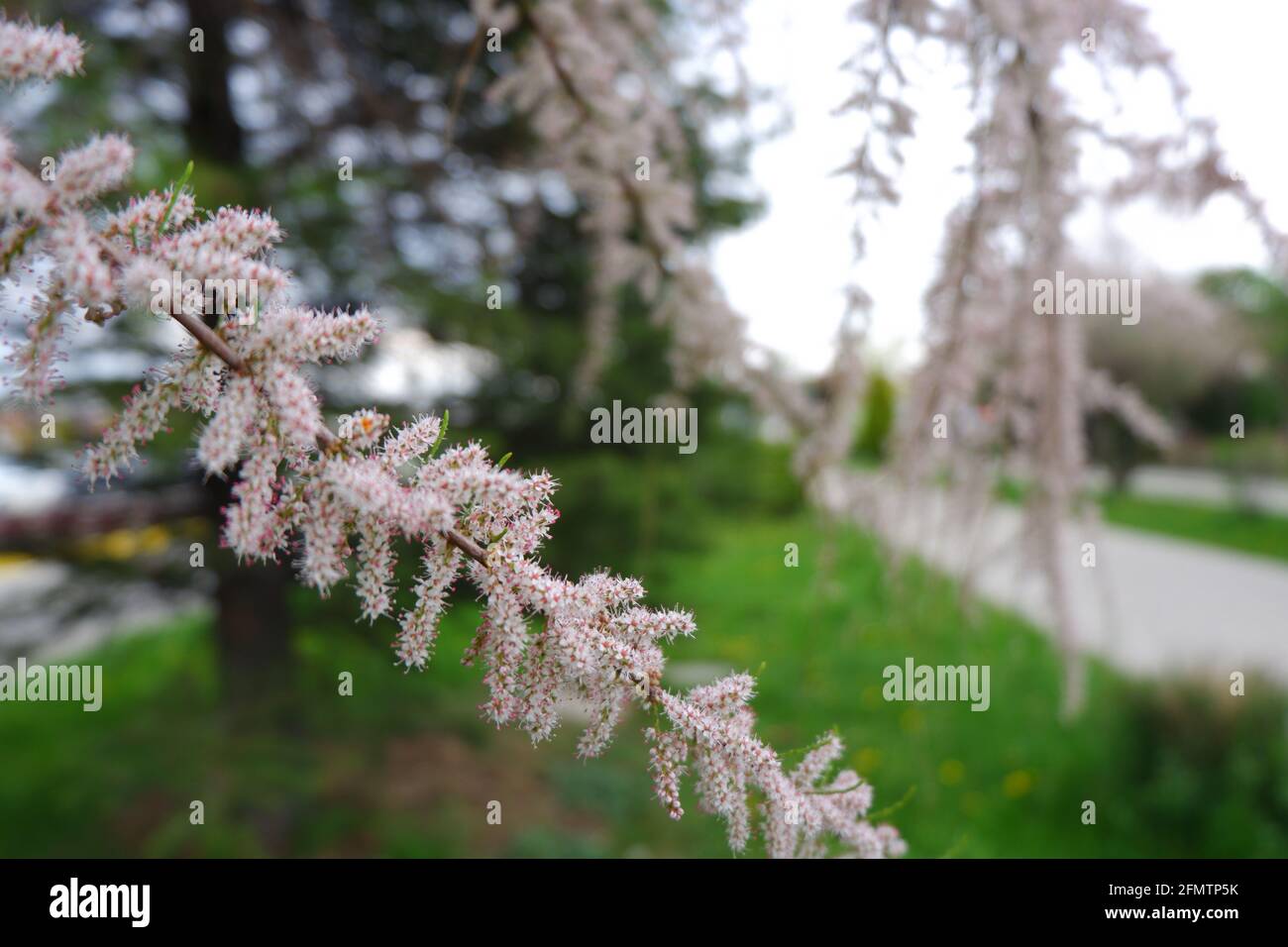 Little white flowers on tree outdoor, butterfly bush Stock Photo