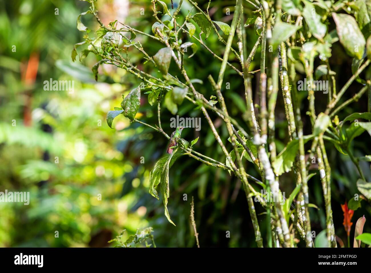 The rufous-tailed (Amazilia tzacatl) medium-sized hummingbird feeding on a red torch ginger flowers (Etlingera elatior) in the Arenal region, Costa Ri Stock Photo